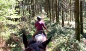 Trail Horseback riding Neufchâteau - Cousteumont Ospau - Photo 2