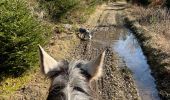 Trail Horseback riding Habay - Marbehan côté Thibessart - Photo 10