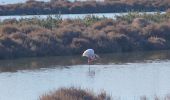 Tocht Stappen Fos-sur-Mer - fos  - Photo 13