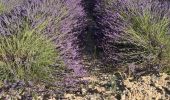 Excursión Senderismo Valensole - Ravin de la forge et chapelle de la ste Trinité  - Photo 5