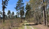 Percorso Marcia Compiègne - en forêt de Compiègne_48_sur les Routes de la Mariolle et du Grand Veneur - Photo 11