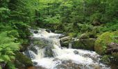 Trail On foot Neuschönau - Zaunkönig - Photo 10