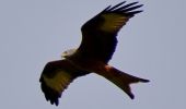 Randonnée Marche Dalhem - 20231019 - Balade ornithologique Dalhem - 5.9 Km - Photo 3