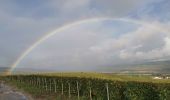 Tocht Stappen Épernay - RP51-03 Mardeuil à Œilly - Photo 6