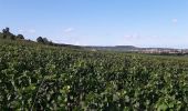 Tour Wandern Beaune -  beaune - Photo 4