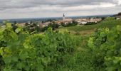 Excursión Senderismo Fleurie - les vignes de Fleurie - Photo 3