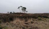 Randonnée Marche Calmpthout - Kalmthout heide - Photo 5