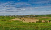 Tour Zu Fuß Unknown - Kelterweg Wollmesheim - Photo 1