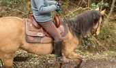 Trail Horseback riding Baccarat - Chez Alex mercredi 21 février 24 Mirador  - Photo 12