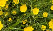 Trail Walking Sluis - Aardenburg 19 km - Photo 13