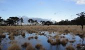 Tocht Te voet Kalmthout - Wandelpad Schaap - Photo 2