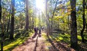 Tour Wandern Noisy-sur-École - Boucle 24 km Fontainebleau Arbonne - Photo 8