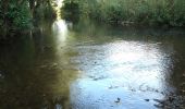 Excursión A pie Amorbach - Rundwanderweg Amorbach Beuchner Berg 1: Aussichtsweg - Photo 6