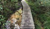 Tocht Stappen Malmedy - La cascade du Bayehon  - Photo 9