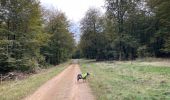 Randonnée Marche Martelange - Dans l’intimité d’une forêt  - Photo 9