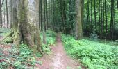 Trail Walking Arlon - 33.419 Arlon - Circuit Eischen - Bois du Moulin - Photo 5