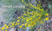 Randonnée Marche Buoux - Sivergues - Photo 1