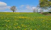 Randonnée Marche Eijsden-Margraten - Mesch 🌸🌼🌺 - Photo 8