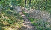 Excursión Senderismo Chamarande - Forêt Départementale du Belvédère à Chamarande - Photo 19