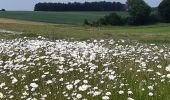 Tocht Stappen Huldenberg - petite rando autour du kinderveld  - Photo 6