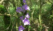 Tour Wandern Les Plans - Forêt domaniale d'Escandorgue par Roqueredonde et l'Engayresque - Photo 4