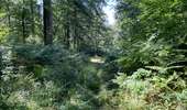 Randonnée Marche Rethondes - en Forêt de Laigue, 04_07_2025_sur les Routes du Grand Octogone, du Plessis-Brion, de Sainte-Croix, du Petit Octogone et de la Belle Assise - Photo 5
