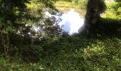 Trail Walking Sainte-Anne - Saragotte  - Photo 9