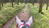 Trail Horseback riding Habay - Habay forêt d’Anlier - Photo 9