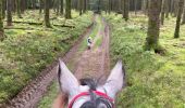 Tocht Paardrijden Habay - Habay forêt d’Anlier - Photo 9