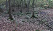 Tocht Te voet Ober-Mörlen - Wanderwege Winterstein - Keiler - Photo 8