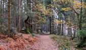 Trail Walking Lierneux - Promenade de Trou de Bra   - Photo 9