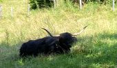 Tour Wandern Saint-Chély-d'Aubrac - St Chelsy, Aubrac, Les Enfrux - Photo 6