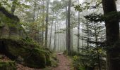 Tour Wandern Mittelbergheim - Boucle des châteaux d'Andlau et du Sepsbourg - Photo 5