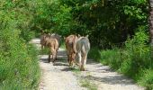 Tocht Stappen Valdoule - vers le Dindaret depuis Pra Boyer - Photo 3