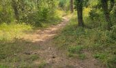 Trail Walking Maisse - Maisse - Forêt communale de Milly-la-Forêt - Photo 4