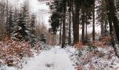 Tour Wandern Vielsalm - Forêt domaniale du Grand-Bois  - Photo 2