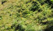 Tocht Stappen Saint-Jacques-des-Blats - st Jacques les B plomb du cantal  - Photo 4