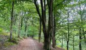 Tocht Stappen Ottignies-Louvain-la-Neuve - La faune et la flore du bois de Lauzelle à Louvain-La-Neuve  - Photo 1