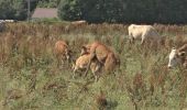 Percorso A piedi Leopoldschlag - Nordwaldkammweg Verbindungsweg V10 - Photo 4