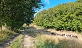 Trail Walking Saint-Laurent-en-Gâtines - Saint-Laurent-en-Gatines - Photo 16