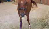 Tour Reiten Ernolsheim - Sortie chapelle saint Michel  - Photo 1