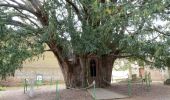 Tour Wandern La Haye-de-Routot - La Haye-de-Routot - PT  - Photo 2