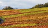 Tour Zu Fuß Sachsenheim - Weitblickweg Hohenhaslach - Photo 9