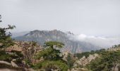 Tour Wandern Zonza - Bocca d'Illarata vers bergerie de Luviu - Photo 1