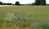 Trail On foot Gomadingen - Donnstetten - Feldstetten - Photo 2