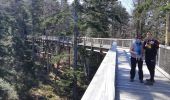 Tocht Stappen Bad Wildbad - Baumwipfelpfad et Wildline à Bad Wildbad dans le Schwarzwald - Photo 17