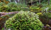 Percorso A piedi Pelkosenniemi - Noitatunturin-Isokurun retkeilyreitti - Photo 8