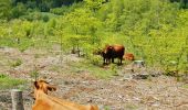 Percorso A piedi Winterberg - Silbach Rundweg Sb1 Fuchshohlweg - Photo 3