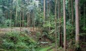 Tour Zu Fuß Sankt Stefan ob Stainz - GenussSchilchern da Östliche Runde - Photo 7