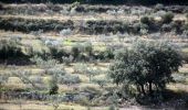 Randonnée Marche La Valette-du-Var - Boucle:  Tourris - Grottes de sables - Carrière aux fourmis - Ruines des olivières - Tourris - Photo 9